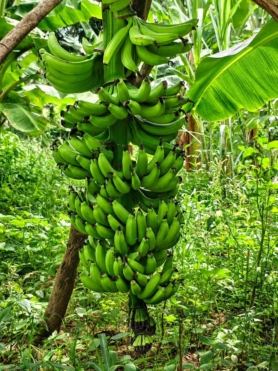 Banana bunch growing on the farm
