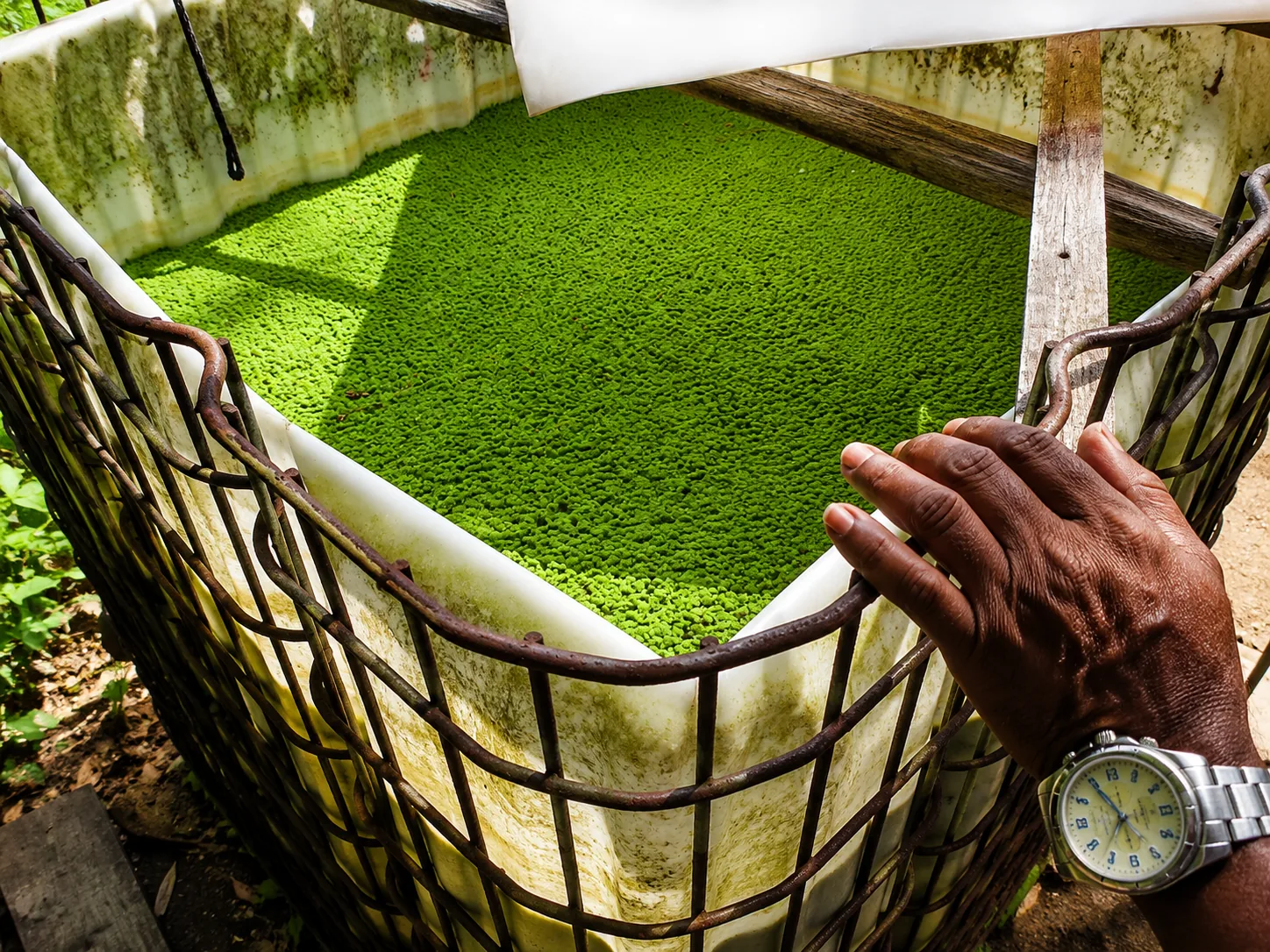 Hands-on crop learning with duckweed