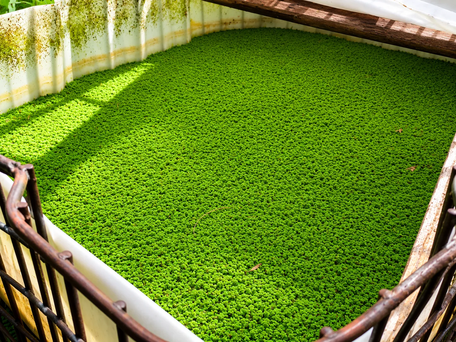 Duckweed growing as part of a practical farm learning activity