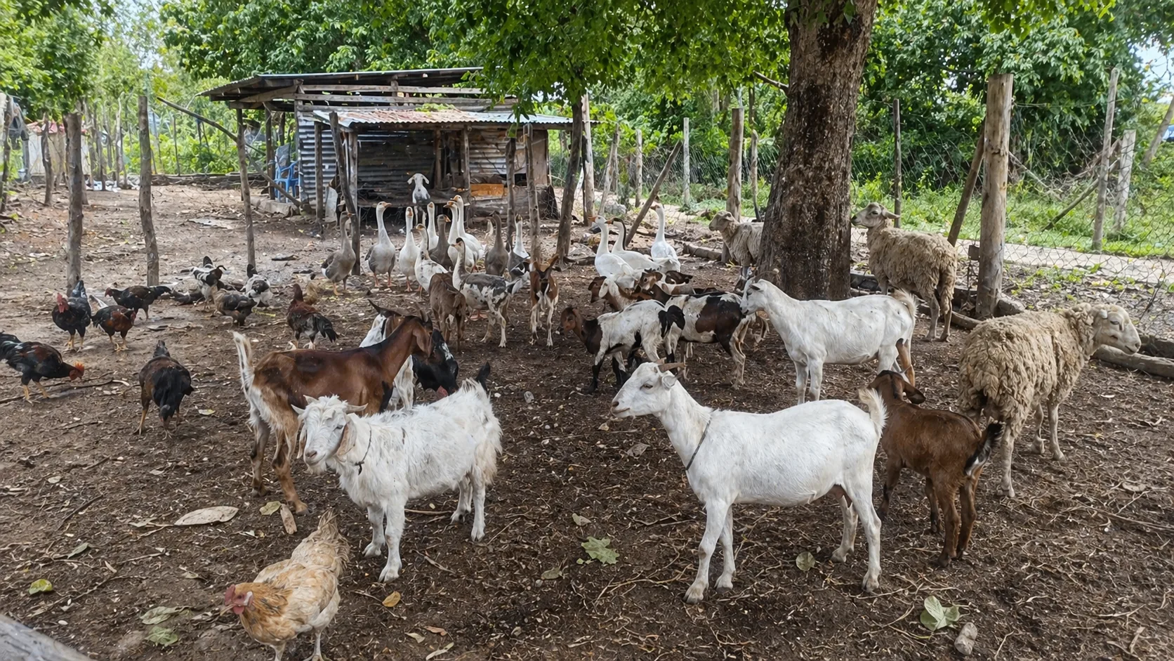 A group of farm animals including goats, sheep, chickens, and geese