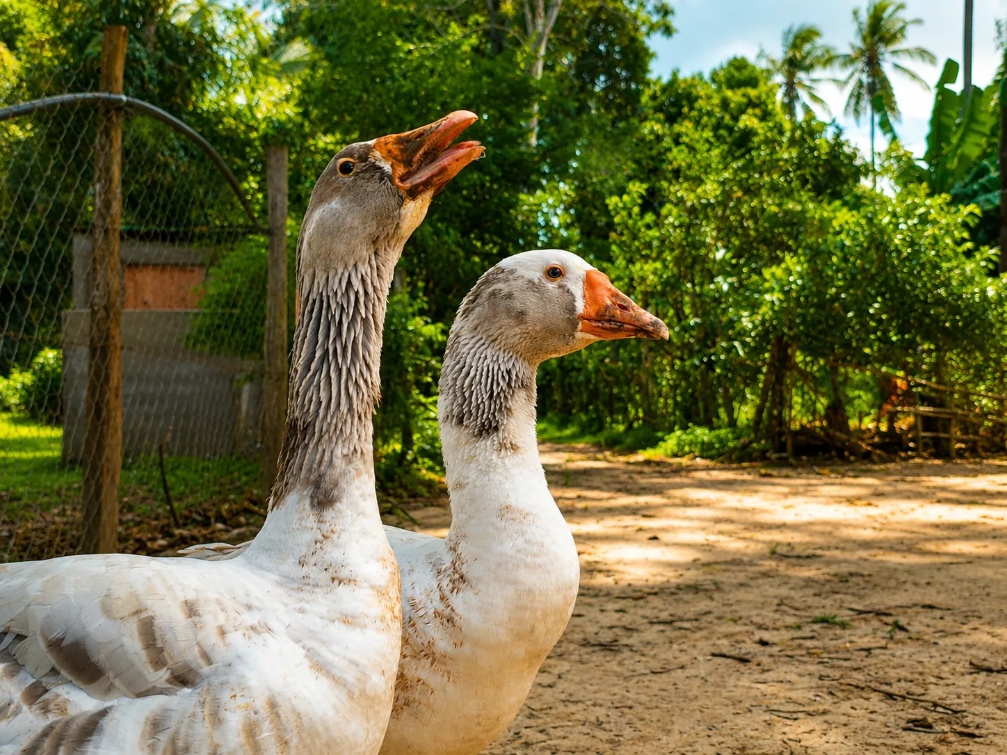 Geese in the farm yard