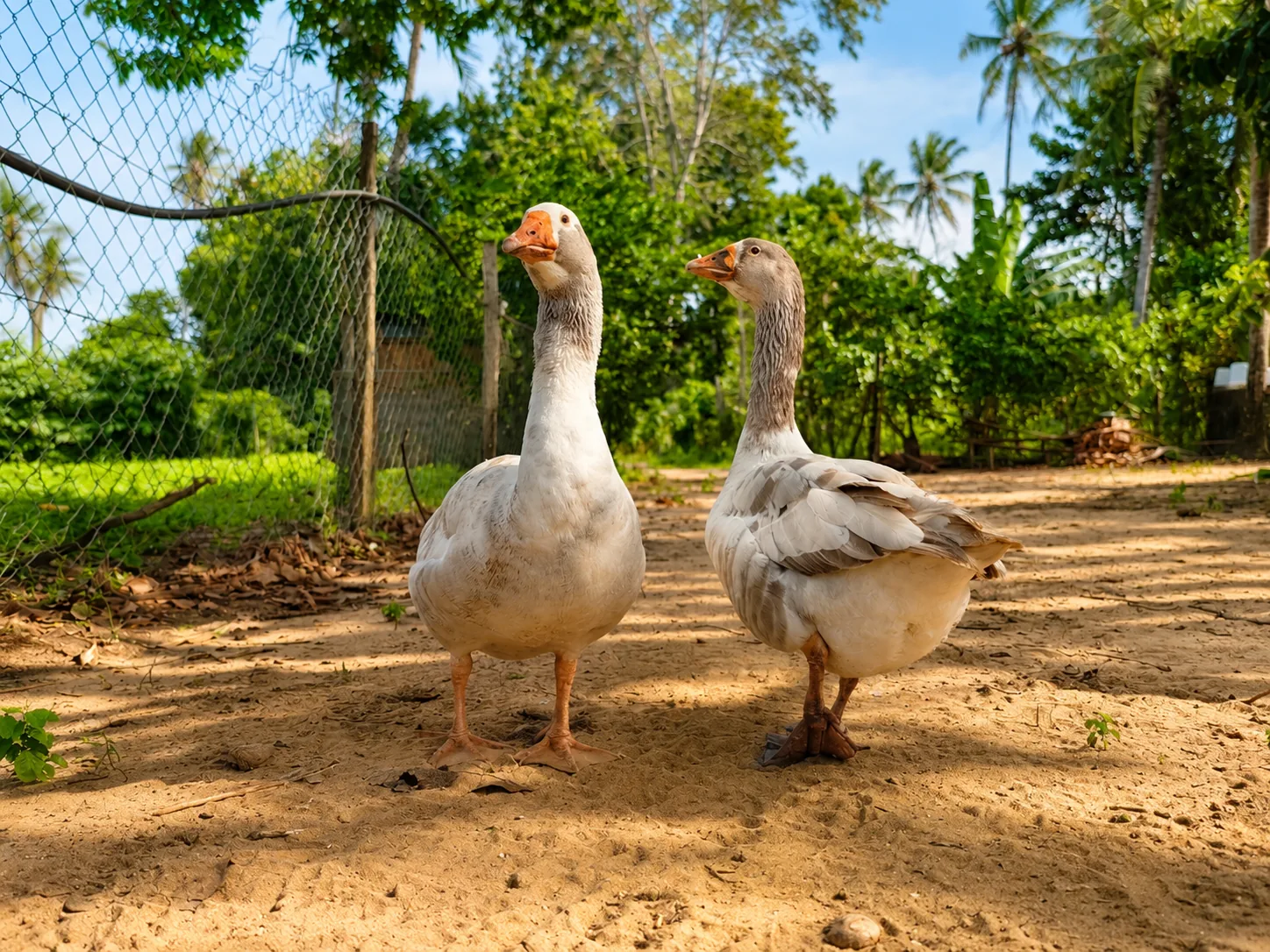 Geese walking through the farm yard at Gitonga's Golden Farm