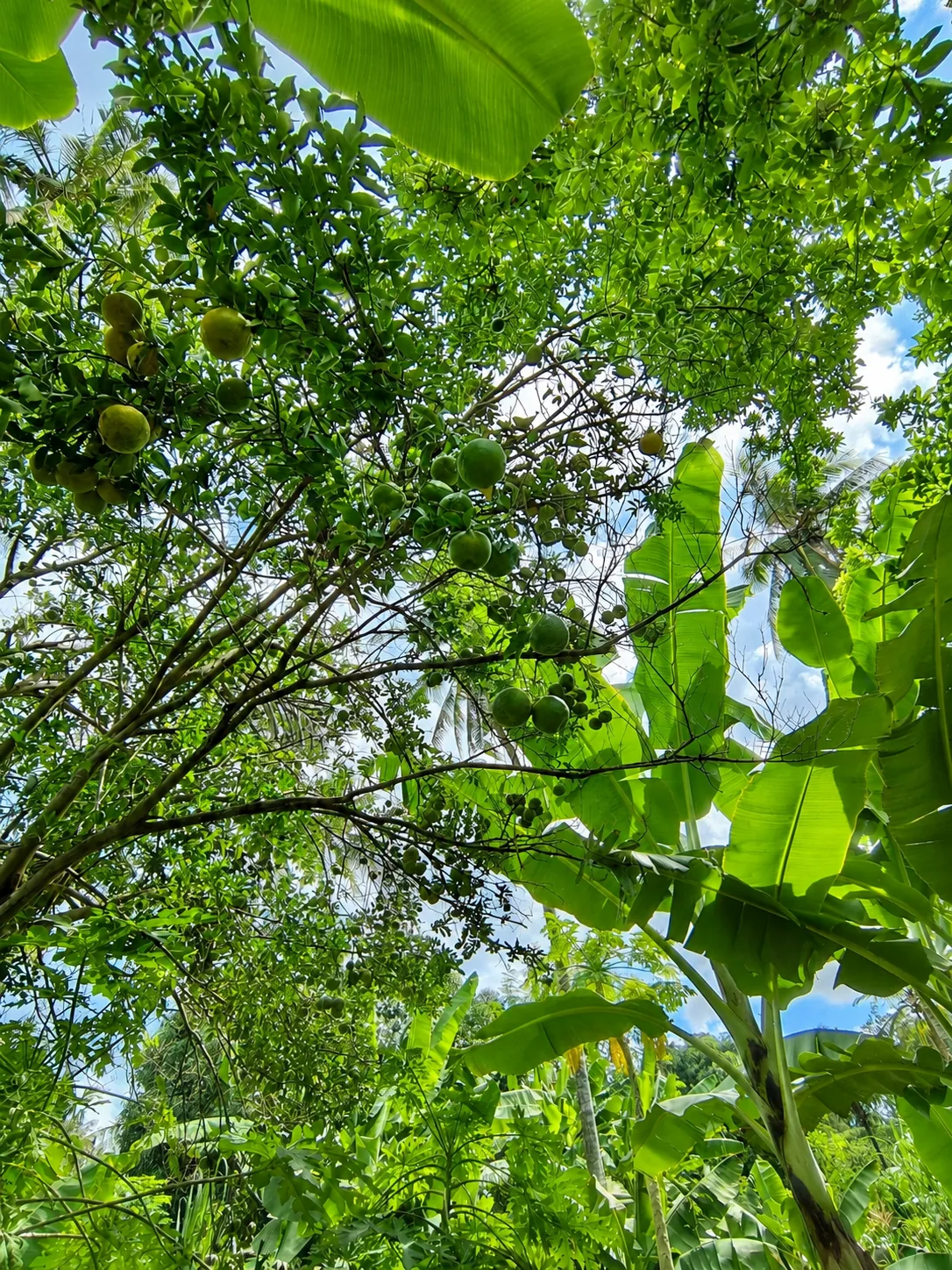 Leafy farm canopy at Gitonga's Golden Farm