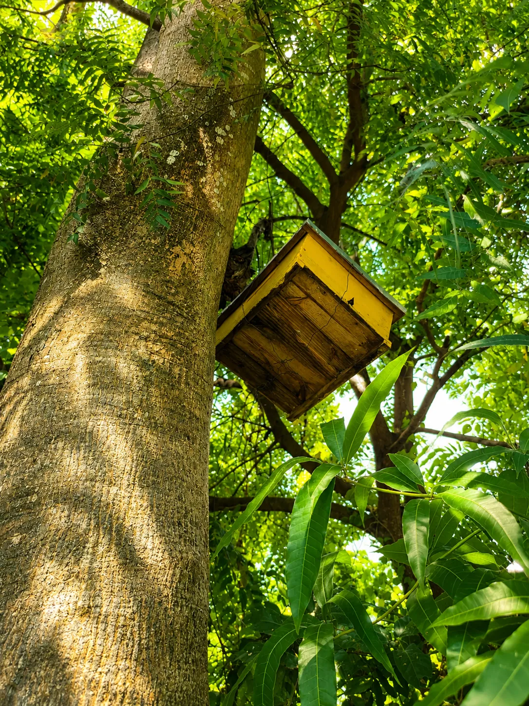 Tree hive box among farm trees at Gitonga's Golden Farm